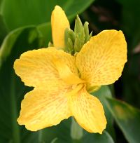 Tropical Yellow