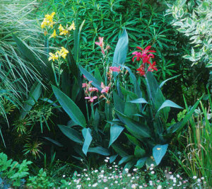 WATER CANNAS