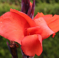 Canna Wintner's Colossal